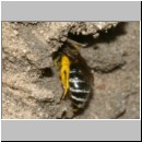 Colletes sp - Seidenbiene w02f 8mm Wallenhorst.jpg